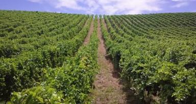 葡萄园收获鸟图的葡萄在红色和白色的葡萄酒葡萄收获季节, 托斯卡纳丘陵和意大利北部。葡萄酒和传统的意大利葡萄品种